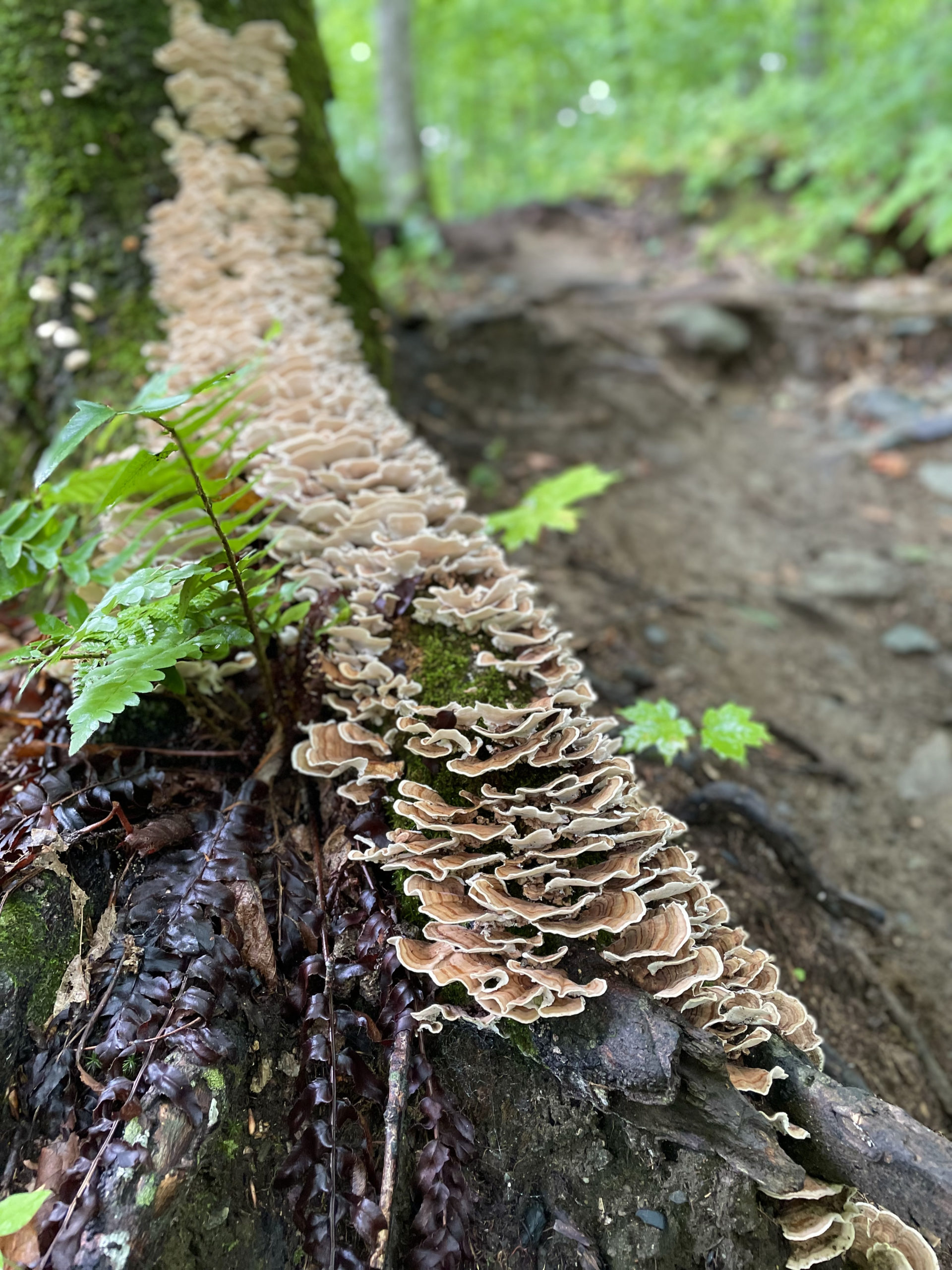 Fungi on the trail, day 1, 100 Mile Wilderness, Maine Appalachian Trail