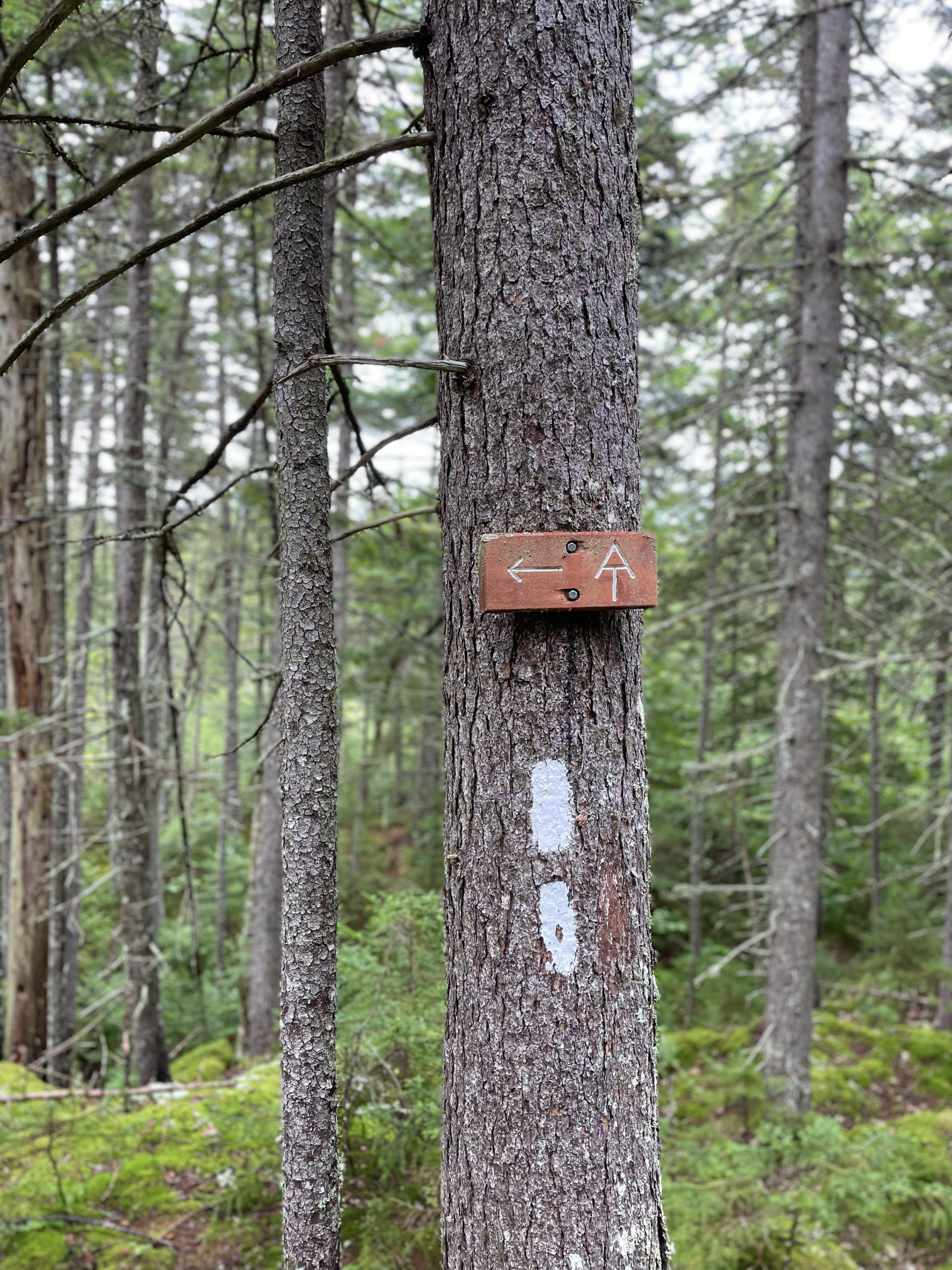 AT trail sign, day 1, 100 Mile Wilderness, Maine Appalachian Trail