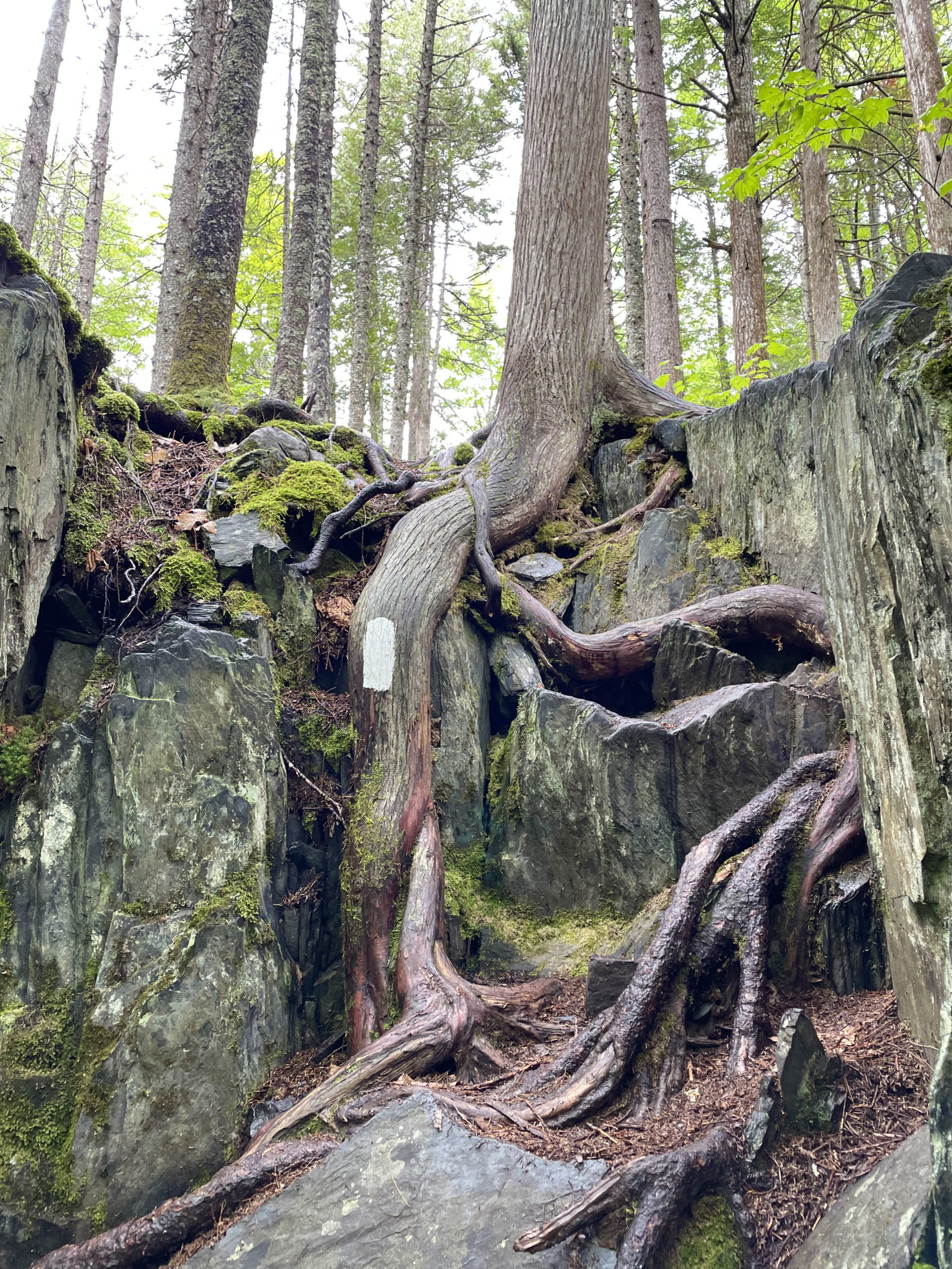 Roots over a ledge, day 1, 100 Mile Wilderness, Maine Appalachian Trail