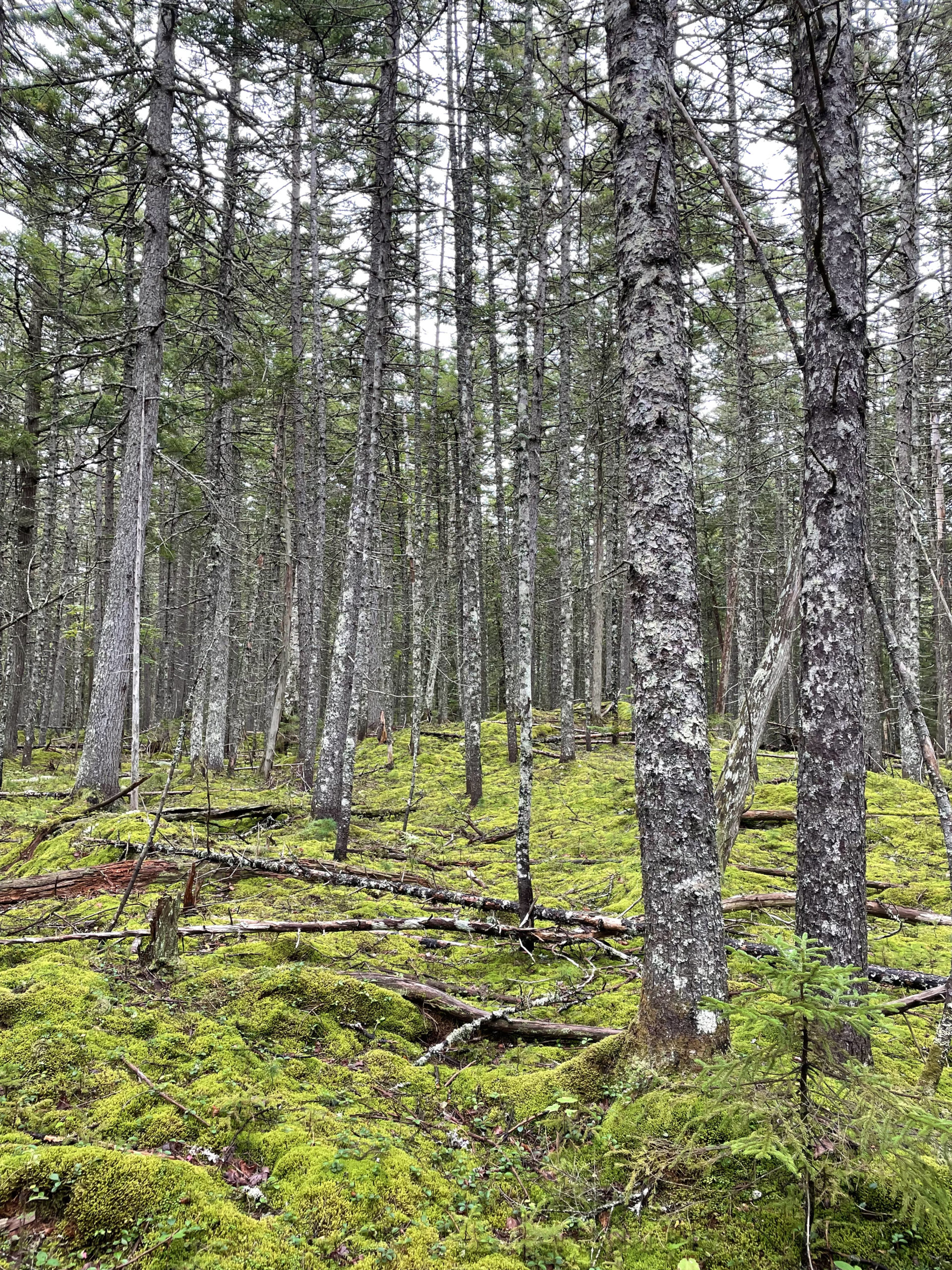 Moss and trees, day 1, 100 Mile Wilderness, Maine Appalachian Trail