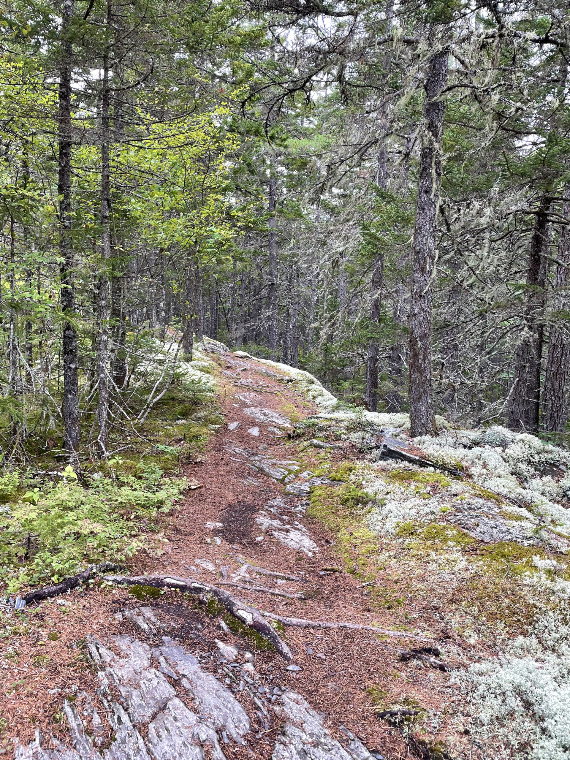 Colorful trail, day 1, 100 Mile Wilderness, Maine Appalachian Trail
