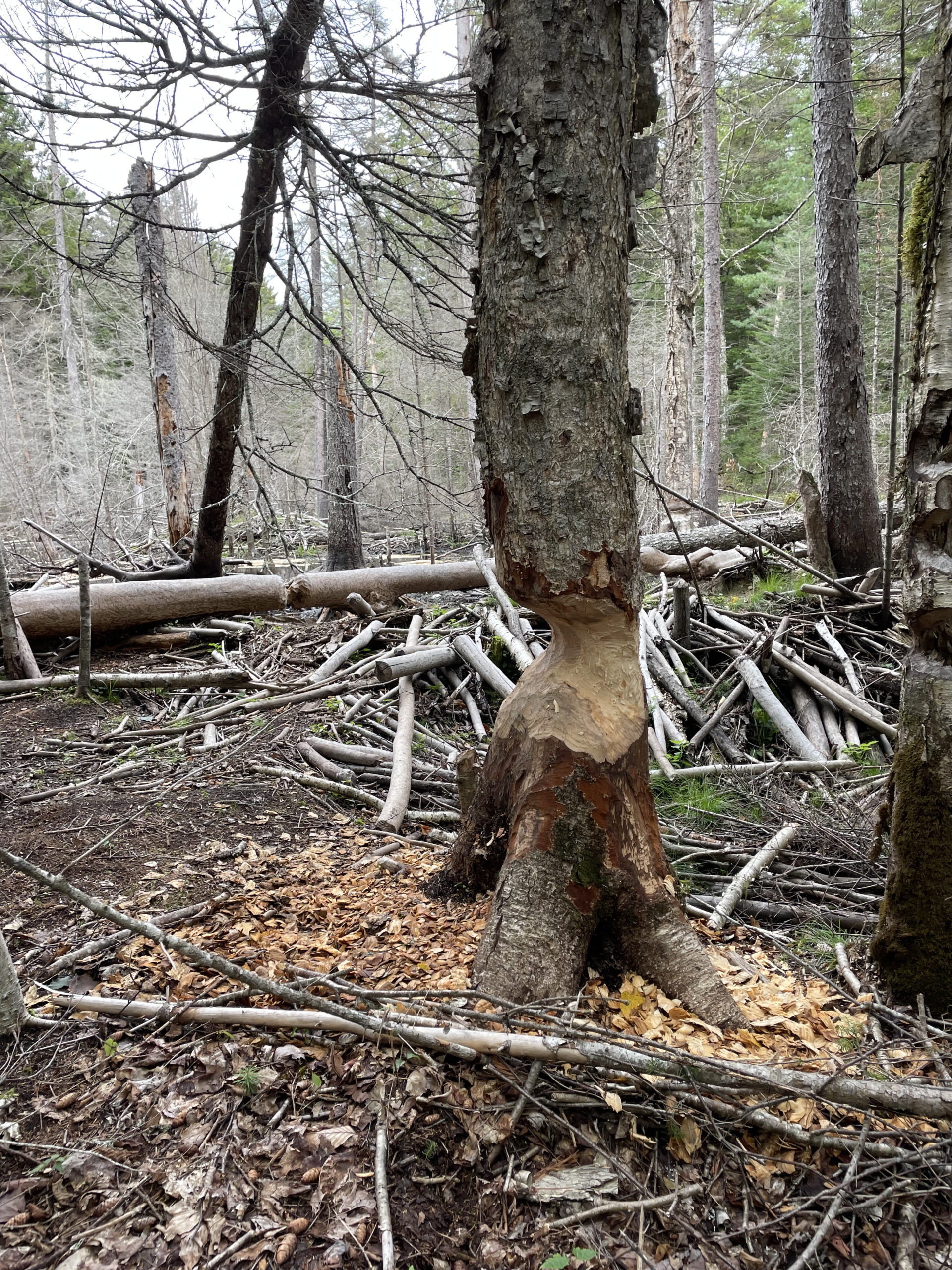 Beaver activity, day 1, 100 Mile Wilderness, Maine Appalachian Trail