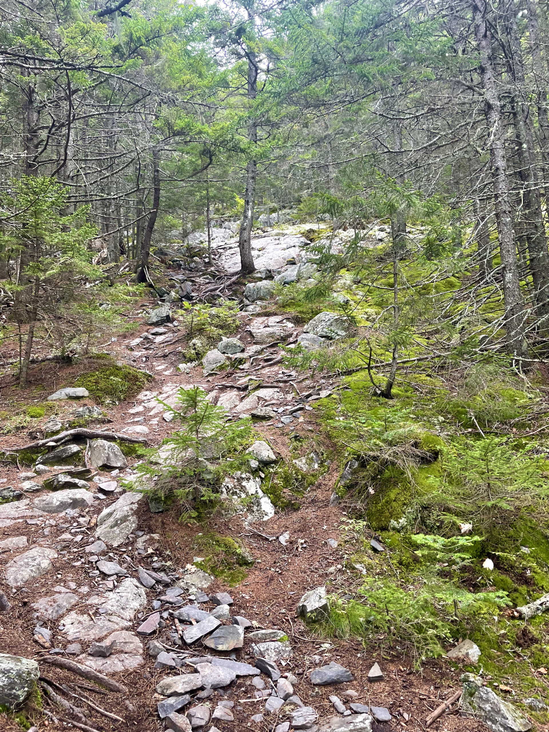 Rugged trail, day 2, 100 Mile Wilderness, Maine Appalachian Trail