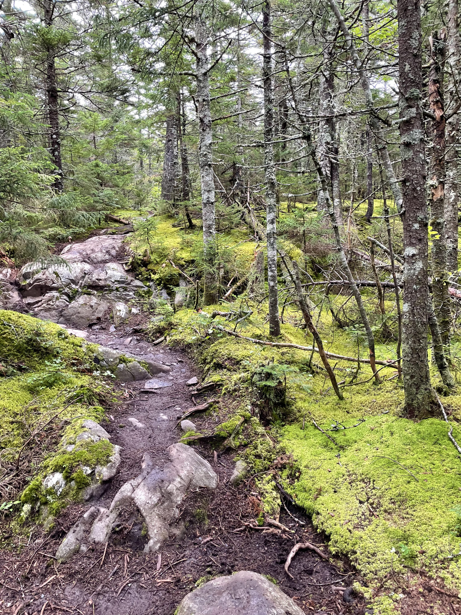 Rugged trail, day 2, 100 Mile Wilderness, Maine Appalachian Trail