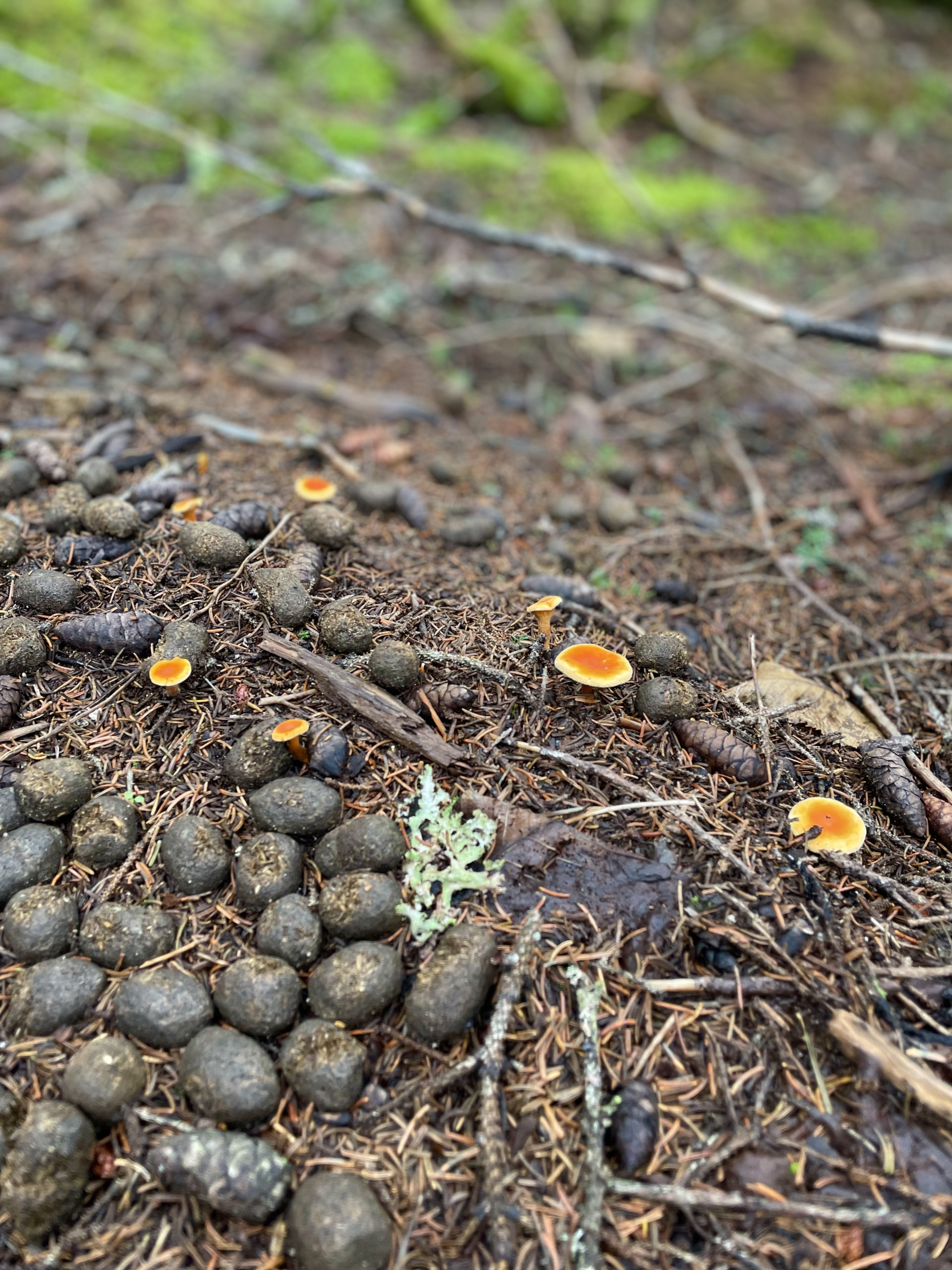 Moose poop and mushrooms, day 2, 100 Mile Wilderness, Maine Appalachian Trail