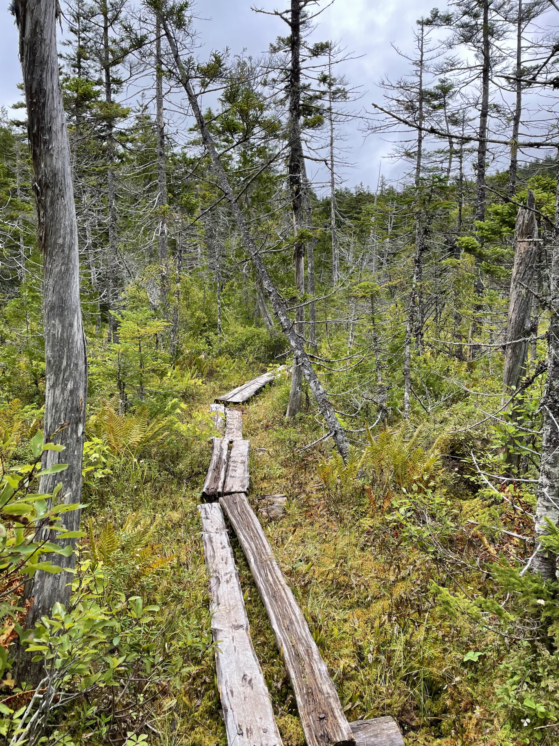 Planks over a bog, day 2, 100 Mile Wilderness, Maine Appalachian Trail