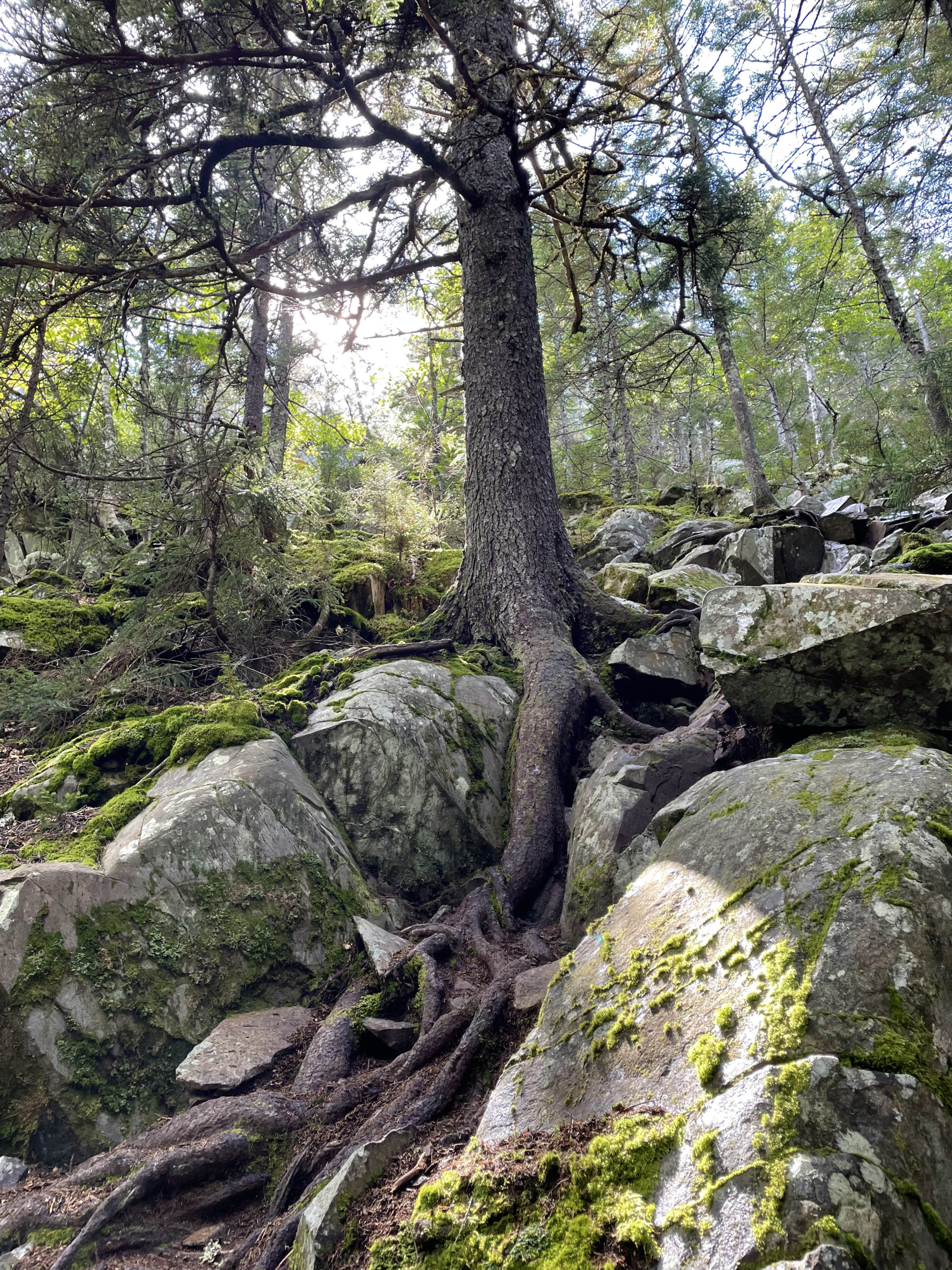 Sun on the trail, day 2, 100 Mile Wilderness, Maine Appalachian Trail