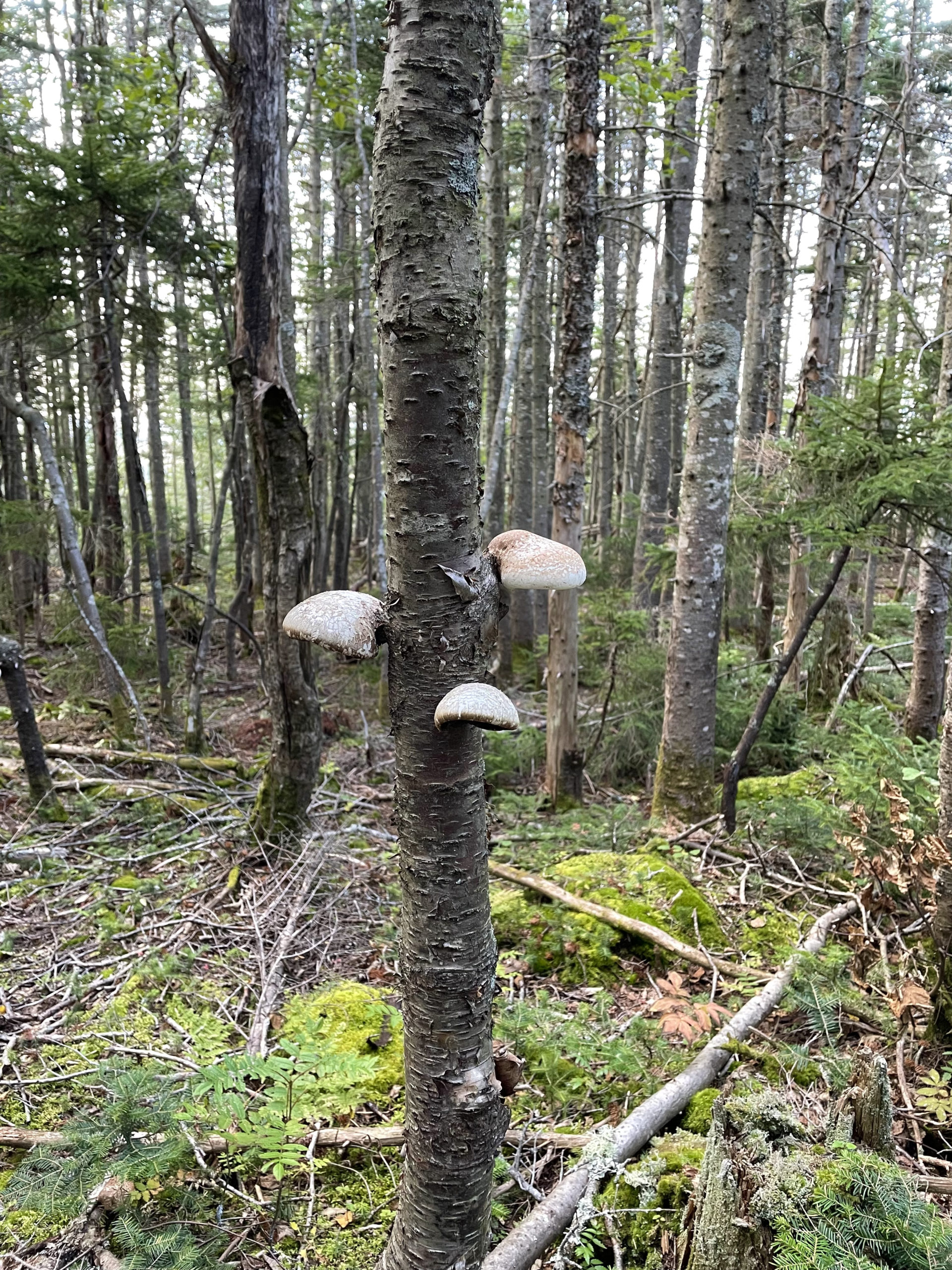 Tree fungi, day 3, 100 Mile Wilderness, Maine Appalachian Trail