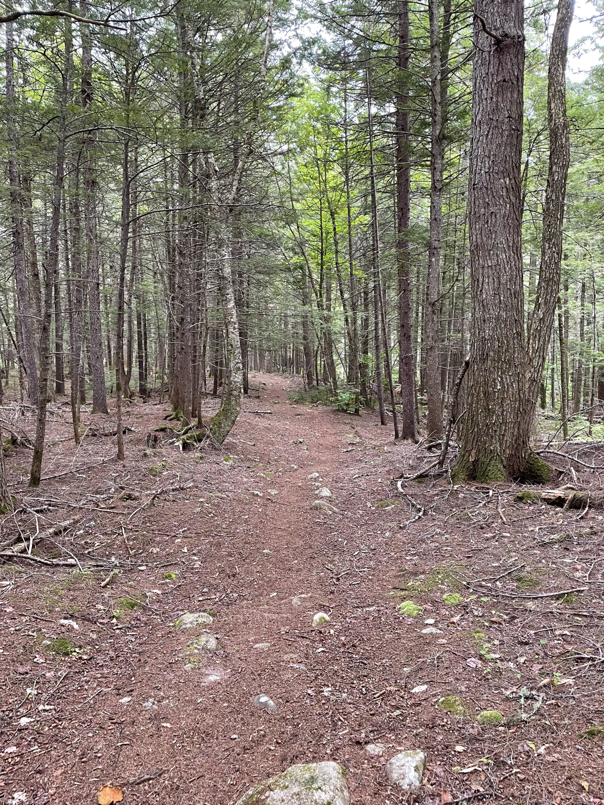Finally, flat terrain, day 4, 100 Mile Wilderness, Maine Appalachian Trail