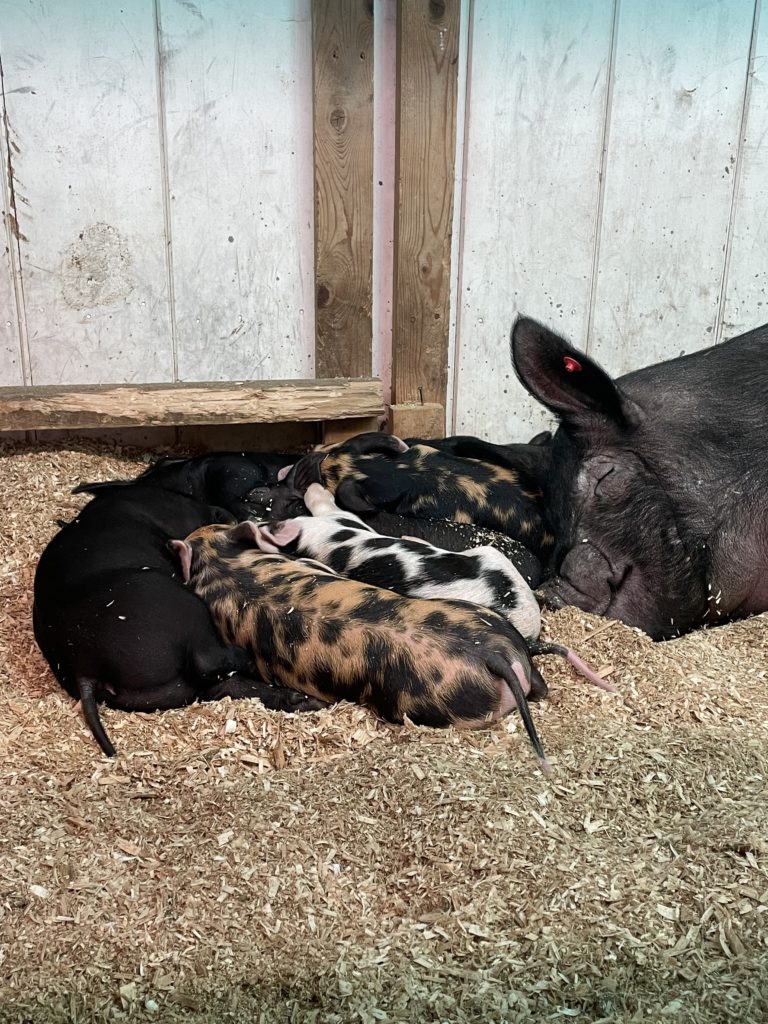 Piglets at the Fryeburg Fair, Maine