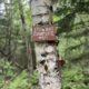 Stewart tentsite sign, Grafton Loop trail, Grafton Notch State Park, Maine