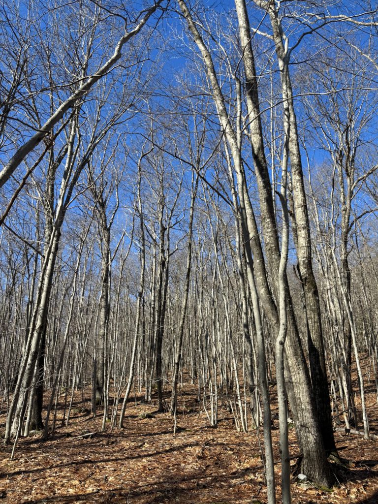 Beech tree forest, hiking at Burnt Meadow Mountain, Maine