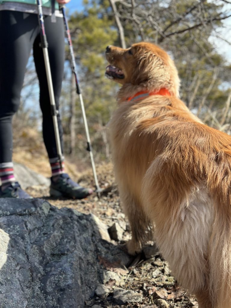 Luna taking a break while hiking at Burnt Meadow Mountain, Maine